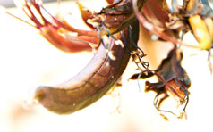 Flower and fruit