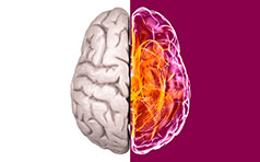 Cerebro Novartis | Cliente: La Nova Harriet